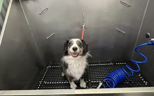 The Dog Groomer Self Wash & Grooming in San Pedro, CA