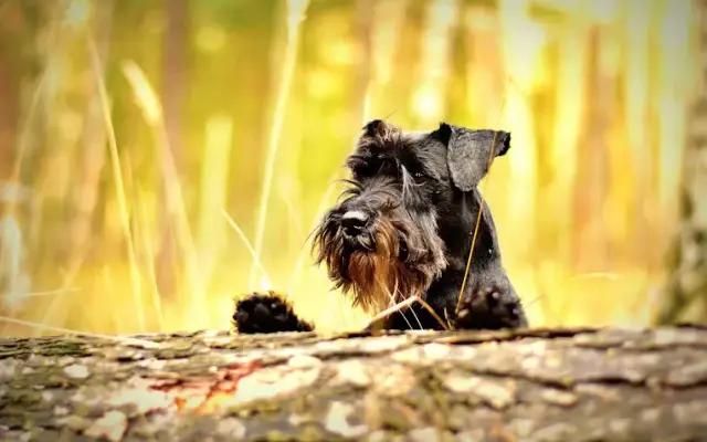 Dog Grooming in Houston in Cypress, TX