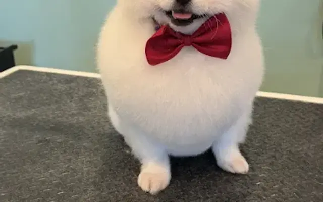 Suds N Wiggles Pet Grooming in Bellflower, CA