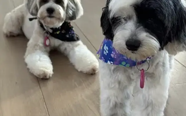 Sweet Pups Pet Services in Naples, FL