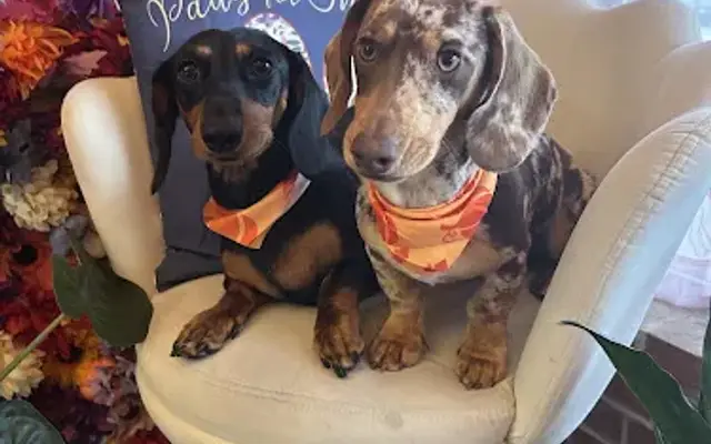 Bella Boo’s Grooming Salon in Temple, GA