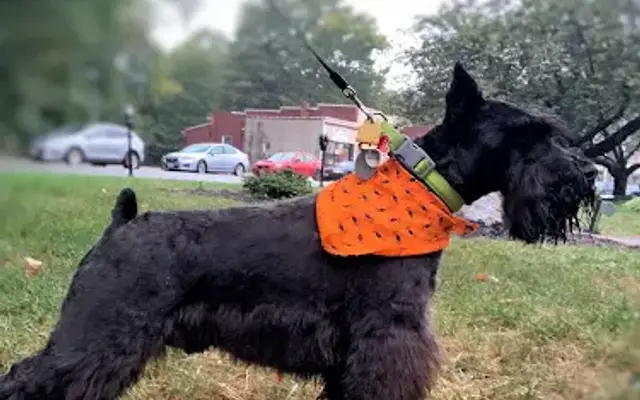 Paws Etc. in Pompton Lakes, NJ