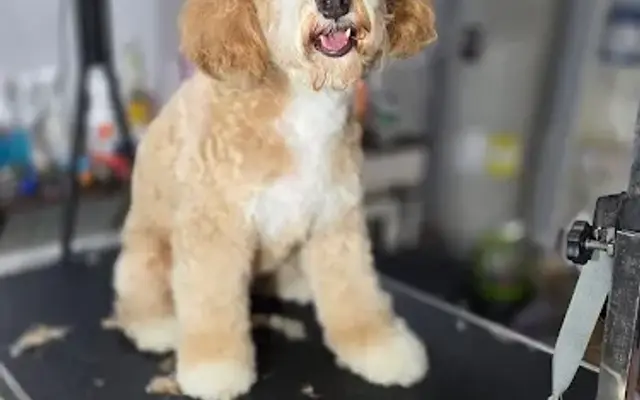 Pretty as Peach Grooming in Christiana, TN