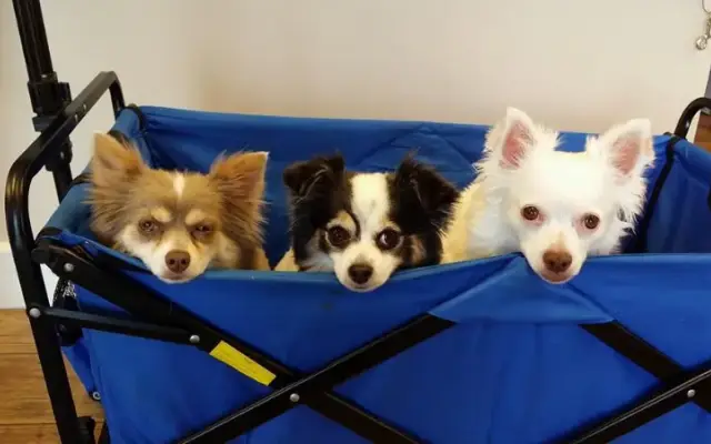 Shelsie's Pawsitively Paradise Grooming in Port Charlotte, FL