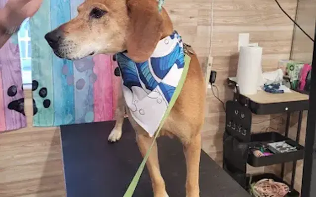 Doggie Bath and Biscuit in Talladega, AL