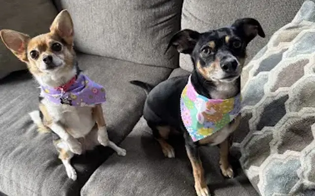 Eva’s Paw Spa LLC in Battle Creek, MI