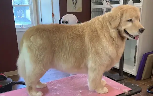 Country Canine Holistic Pet Salon in West Bridgewater, MA