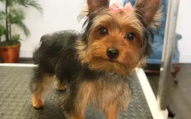 Posh Paws in O'Fallon, IL