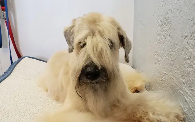 Pawlished Pup of SRQ in Sarasota, FL
