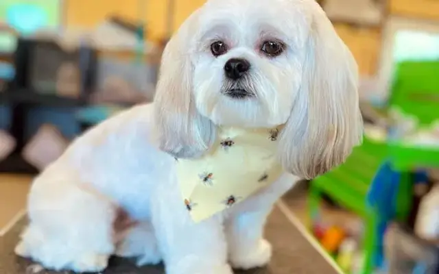 Something to Bark About Pet Grooming in Lytle, TX