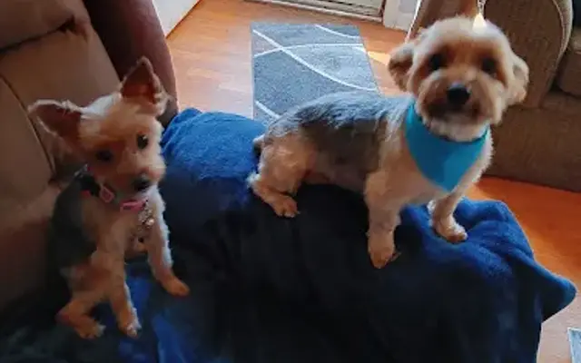 Smitties Pampered Paws in Lorain, OH