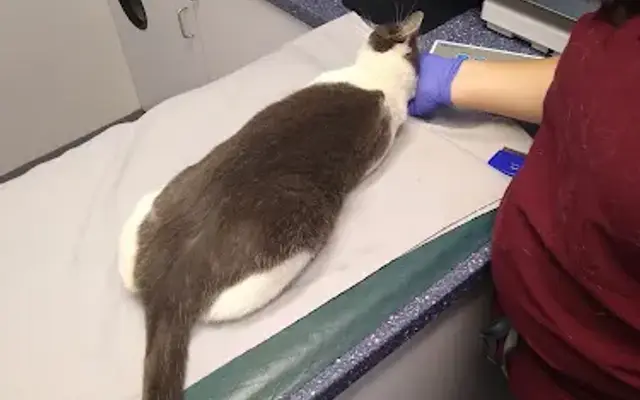 Kensington Veterinary Hospital in San Diego, CA