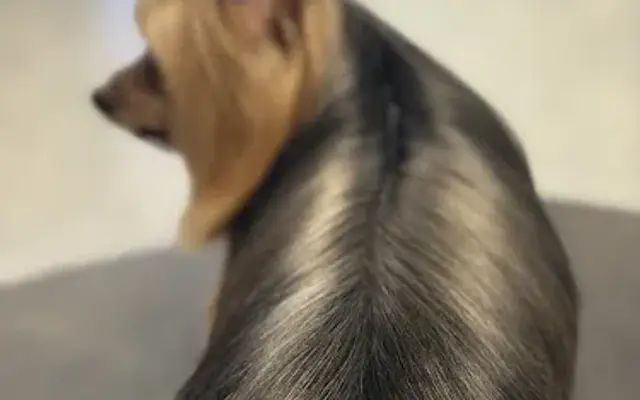 Pawfessional Pet Styling in Palmetto, FL