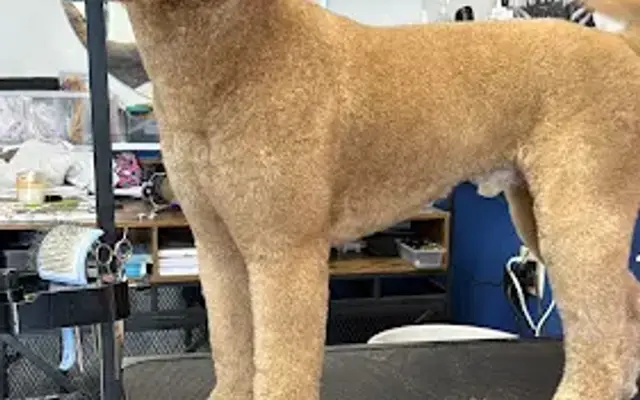 Groomed by Jessika LLC in Cleveland, OH
