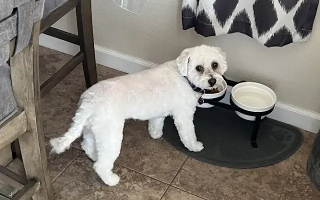 Furry Tails Pet Grooming in Thornton, CO