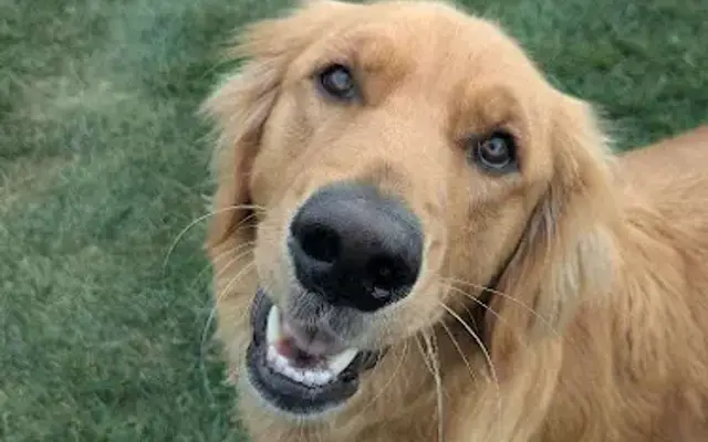 Housebound Hounds in Omaha, NE