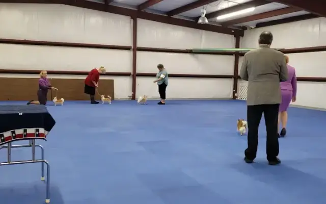 Paws Up Grooming Boarding Training in Terrell, TX