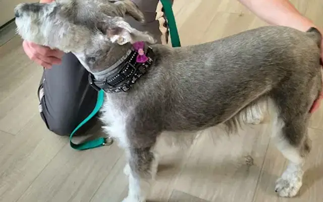 Heaven Scent Mobile Grooming, LLC in Newport News, VA