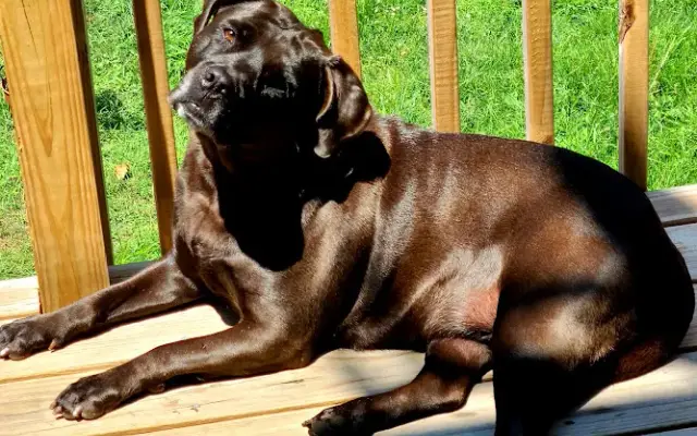 Canine Castle in Ashley, PA