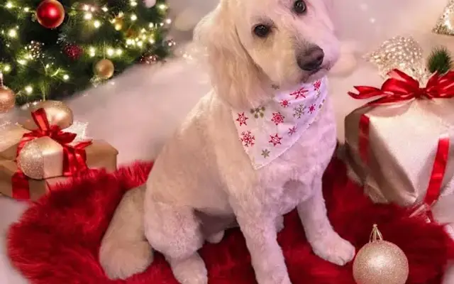 All Fur Luv mobile dog grooming in Arlington, TX
