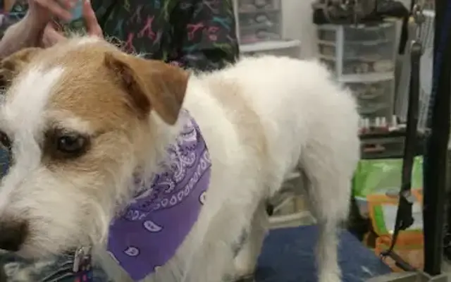 Pampered Pets in Quincy, IL