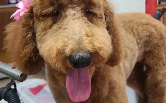 Rainbow Pet Supplies & Groom in Woodside, NY