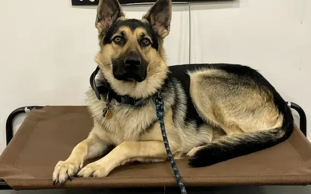 Hilltop Canine LLC in Franklin, MA