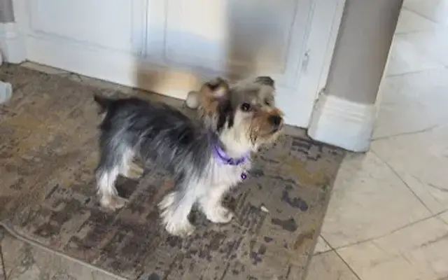 Suzie Q Canine Grooming Spa in Hemet, CA