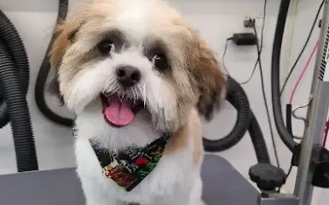Purrfect Paws Mobile Pet Spa in Massapequa, NY