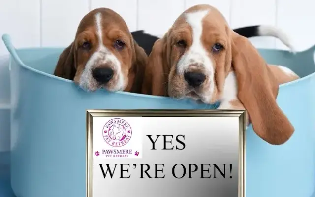 Pawsmere Pet Retreat | Dog Boarding in Mt Dora, FL