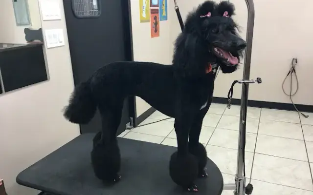 The Prancing Poodle in Dresden, OH