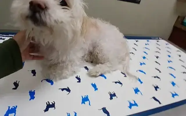 Amar Glen Veterinary Hospital in La Puente, CA