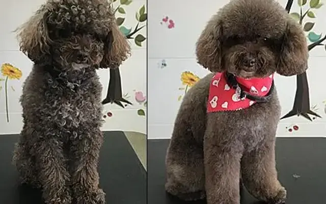 Dog Days Grooming in Houston, TX