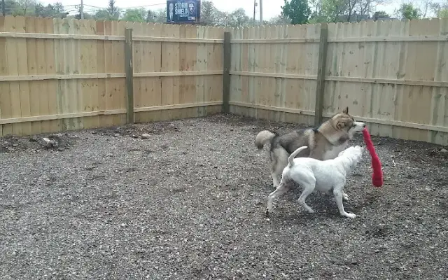 Dog Works in Jackson, MI