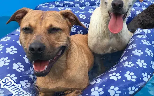 Poochi Pet Resort in LaGrange, GA