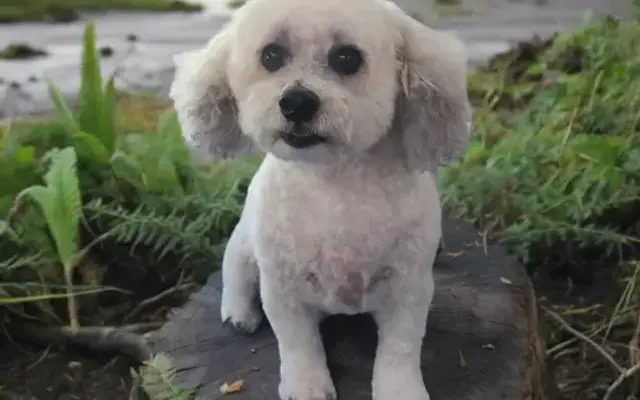 Pretty Boy Dog Grooming in Verona, MO