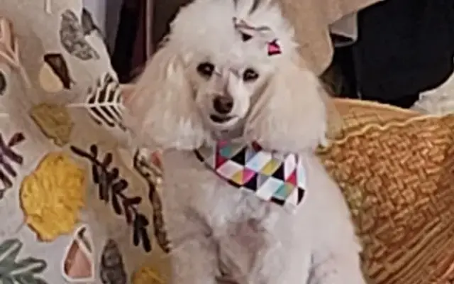 Doggie Spa & Play Care in Marshall, MI