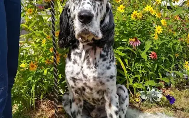Doggie Day Spa in Traverse City, MI