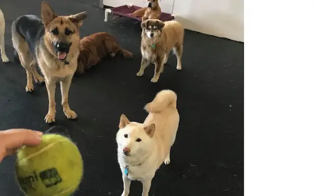 Paws 4 Play in Tequesta, FL