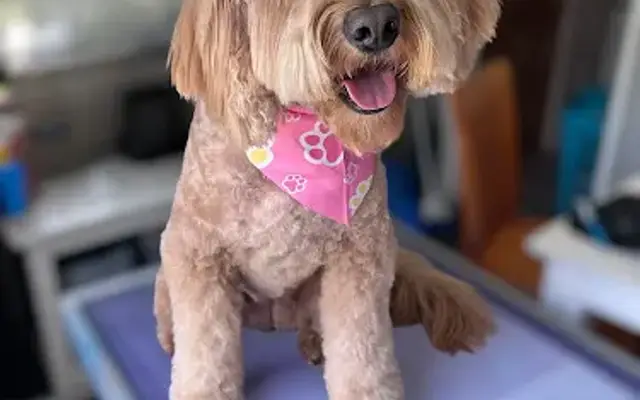 Perfectly Pawlished Pet Grooming LLC in Leesburg, GA
