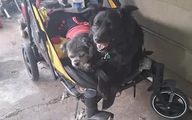 We love are pets and house sitting in Grandview, MO