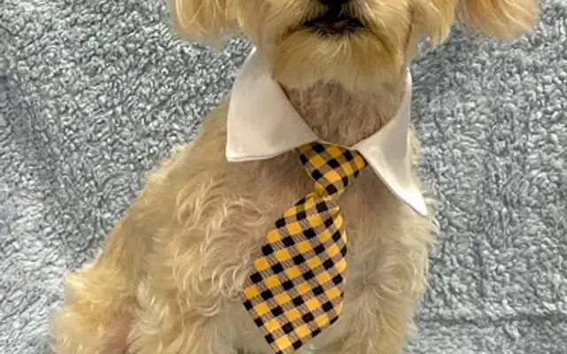 Natalie's Pet Grooming and Boarding in Milledgeville, GA