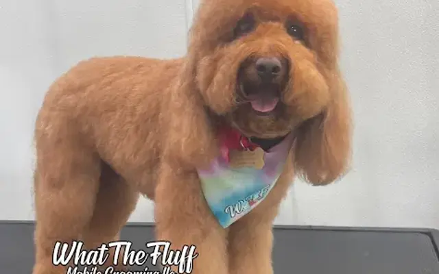 What The Fluff Mobile Grooming LLC - Houston, TX in New Caney, TX