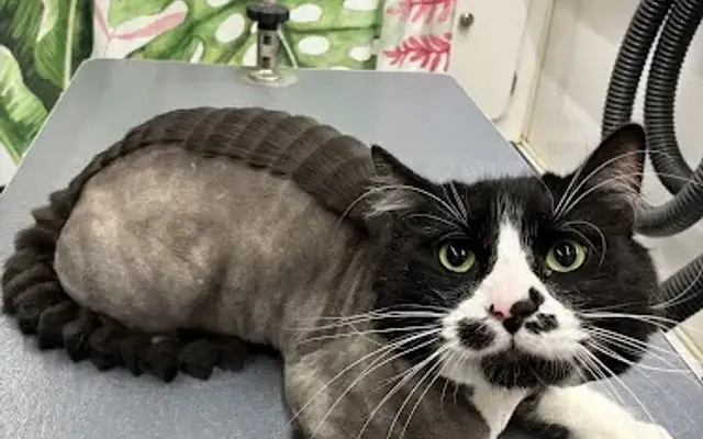 The Feline Boss in Roseville, CA