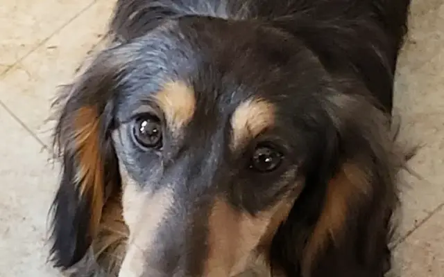PUPPY LUV KENNEL OF DACHSHUNDS in Alma, MI