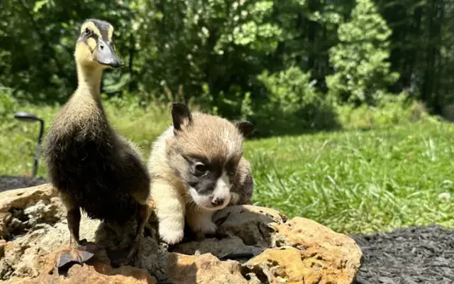 Paws and Pasture in Glassboro, NJ