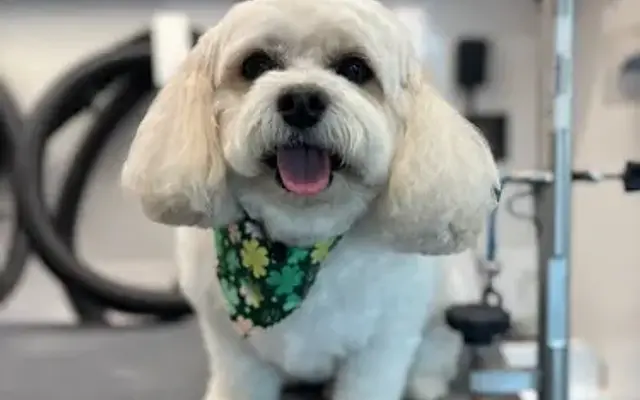 Fayemous Grooms in Coram, NY