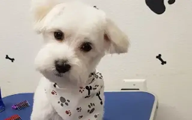 Ana's Pet Grooming Spa in Orlando, FL