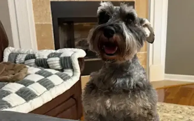 Hug A Pup - pet salon in Brighton, TN