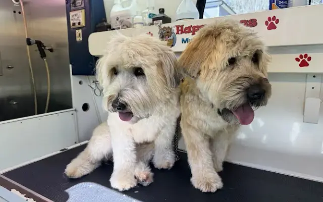 Happy Dogs Mobile Grooming in Buford, GA